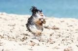 YORKSHIRE TERRIER 140